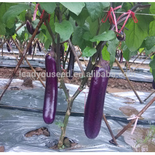 JE18 Sara hot sales purple hybrid eggplant seeds F1